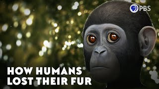 How Humans Lost Their Fur [upl. by Nosemaj]