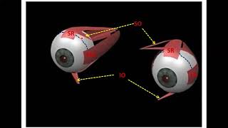 11 Ocular motility exam [upl. by Etnauj]