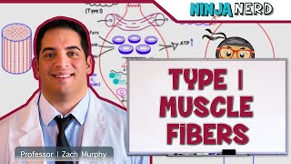 Musculoskeletal System  Type I Muscle Fibers [upl. by Schoenberg]