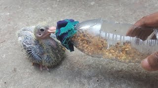 How to Bottle Feeding A Baby Pigeon [upl. by Lubin]