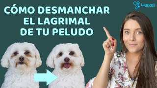 CÓMO DESMANCHAR EL LAGRIMAL DE TU PELUDO  Lauvet [upl. by Mannos473]