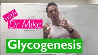 Glycogenesis amp Glycogenolysis [upl. by Semela]