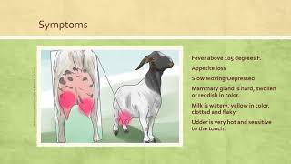 Mastitis in Goats [upl. by Aihsekram]