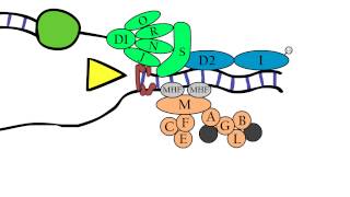 Fanconi Anemia  Molecular aspects [upl. by Belen]