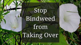 Stop Bindweed from Taking Over [upl. by Sprung394]