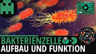 Bakterienzelle Aufbau │Biologie Lernvideo Learning Level Up [upl. by Eelyek]