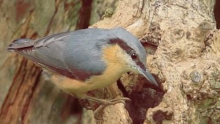 Nuthatch in the garden [upl. by Pain]