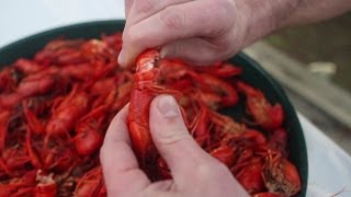 How To Eat a Crawfish [upl. by Nodnas]