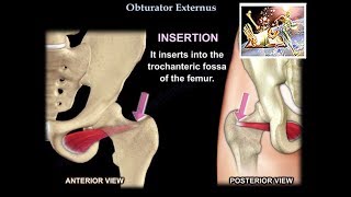 Obturator Externus  Everything You Need To Know  Dr Nabil Ebraheim [upl. by Nayk112]