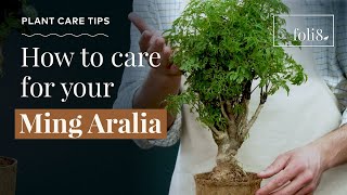 Ming Aralia Plant Care Tips 🌿 Polycias fruitcosa houseplant [upl. by Llenyaj]