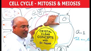 Cell Cycle and Genes  Mitosis amp Meiosis [upl. by Harry805]