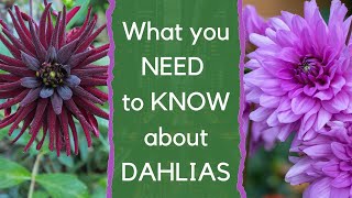 Growing dahlias  everything you need to know about how to choose and grow dahlias [upl. by Niraj110]