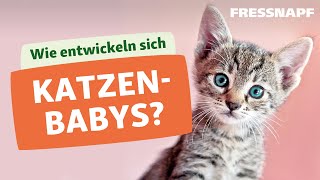 Die Entwicklung von Katzenbabys  Kitten [upl. by Chamberlain]