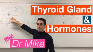 Thyroid Disease Hyperthyroidism vs Hypothyroidism [upl. by Yelac]