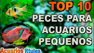 TOP 10 peces para acuarios pequeños 🐠🌱entre 15 y 50 litros [upl. by Akiraa]