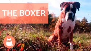 The BOXER Dog  Traits and Training [upl. by Ahseenat]