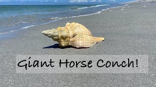 I finally found a giant shell Bucket list horse conch shell  other beach goodies at Stump Pass [upl. by Faubion]