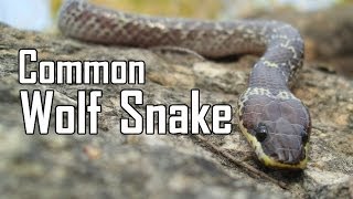 Common Wolf Snake  Lycodon capucinus [upl. by Aztilay160]