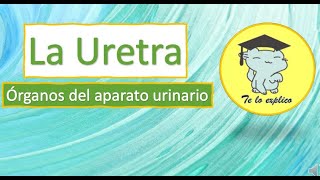 LA URETRA  ÓRGANOS DEL SISTEMA URINARIO [upl. by Liahkim]