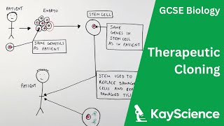 Therapeutic Cloning  GCSE Biology  kaysciencecom [upl. by Eatton]