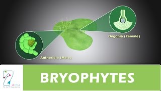 BRYOPHYTES [upl. by Merle263]