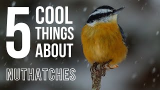 5 COOL Things About Nuthatches [upl. by Assirroc]