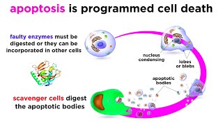 Apoptosis Programmed Cell Death [upl. by Yroger]