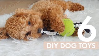 6 Easy DIY Dog Toys your dog will love  Zuko Toy Poodle [upl. by Otreblanauj200]