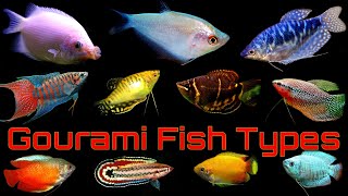 Top 14 Popular Gourami Fish Types [upl. by Adolfo]