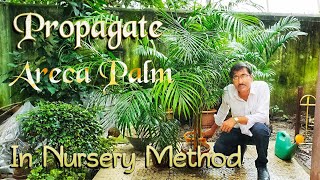 How to Propagate Areca Palm in the Nursery Method [upl. by Ashling990]