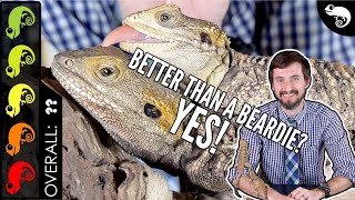 Painted Agama The Better Bearded Dragon [upl. by Direj]