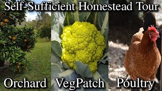 My Self Sufficient Homestead Property Tour from Front to Back [upl. by Aleydis461]