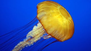 Facts The Jellyfish [upl. by Yemaj321]