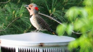 Worlds Loudest Woodpecker Drumming  Mini Documentary [upl. by Ahsirat]