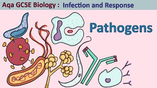 Science  GCSE Biology  Aqa Infection and Response The Four Pathogen Types [upl. by Roper]