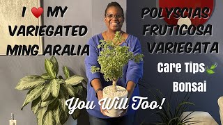 89 Houseplant Spotlight  🌳Variegated Ming Aralia Polyscias fruticosa Care and Bonsai Tips [upl. by Lurlene177]