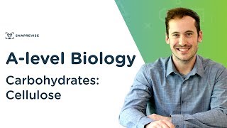 Carbohydrates Cellulose  Alevel Biology  OCR AQA Edexcel [upl. by Sokem]