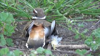 Information on the Killdeer [upl. by Harli583]