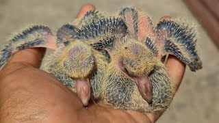 How do I take care of baby pigeons   Pet Care [upl. by Alieka]