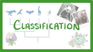 GCSE Biology  Classification 80 [upl. by Ramunni]