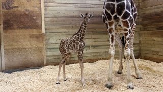 Baby Giraffe At Zoo Takes First Steps Minutes After Being Born [upl. by Nosirb]