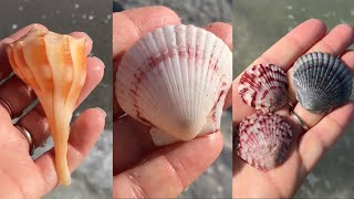 Sanibel Shelling Hunting for sea shells in the sea shell capital of the world [upl. by Ibrad762]