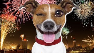 Sound Of Fireworks For Dogs [upl. by Annoled]