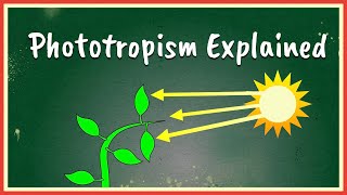 Phototropism Explained [upl. by Engracia]