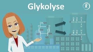 Die Glykolyse  Zellatmung Stoffabbau amp Stoffwechsel  Studyflix [upl. by Anaib541]