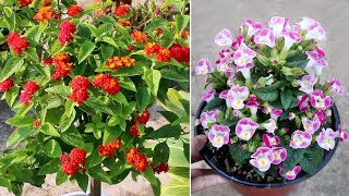 15 BLOCKBUSTER Plants that Bloom ALL Year Around [upl. by Nagap]