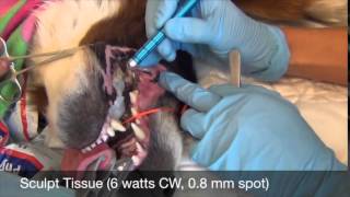 Oral Epulis  Veterinary Laser [upl. by Peri866]