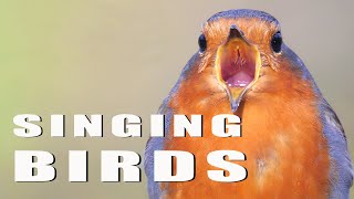 SINGING BIRDS [upl. by Enner641]