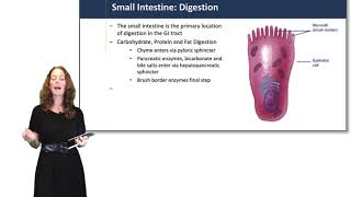 Digestive System Small Intestine [upl. by Yracaz]