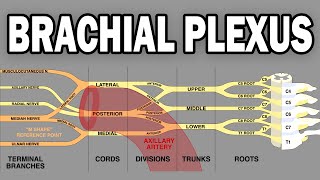 THE BRACHIAL PLEXUS AND UPPER LIMB INNERVATION [upl. by Eduino859]